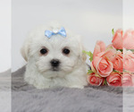 Small #3 Maltese