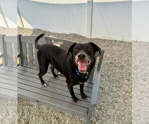 Mutt Dogs for adoption in Rockaway, NJ, USA