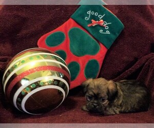 Brussels Griffon Puppy for sale in CASSVILLE, MO, USA