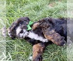 Enchilada - Male Bernedoodle (Miniature) Puppy for Sale - Photo #4