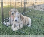 Puppy Blake Sheepadoodle