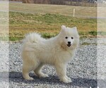 Small #1 Samoyed