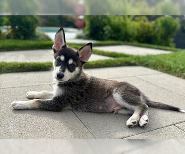 Medium Photo #1 Siberian Husky-Unknown Mix Puppy For Sale in Fremont, CA, USA