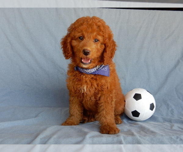 Medium Photo #5 Goldendoodle (Miniature) Puppy For Sale in MILLERSBURG, OH, USA