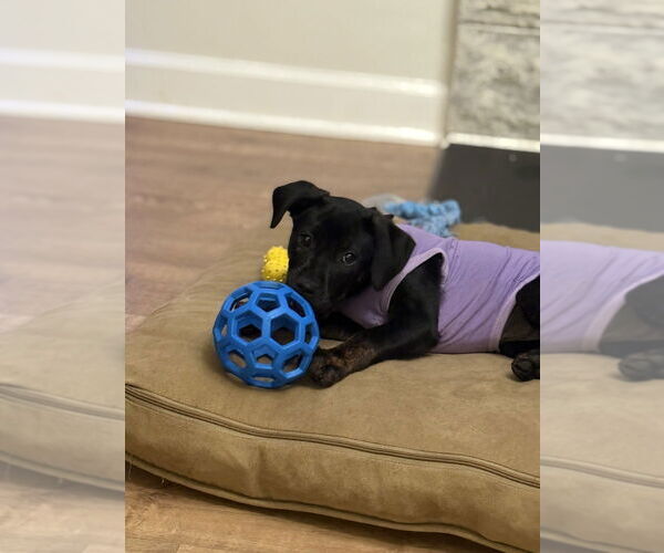 Medium Photo #2 Mutt Puppy For Sale in Evansville, IN, USA