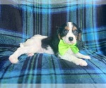 Small #3 Cavalier King Charles Spaniel