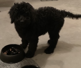 Bernedoodle Puppy for sale in SPRINGFIELD, MO, USA
