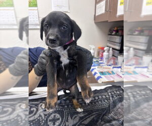 German Shepherd Dog-Unknown Mix Dogs for adoption in Norco, CA, USA
