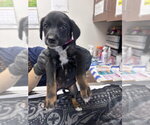 Small German Shepherd Dog Mix
