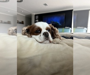 Mother of the Cavalier King Charles Spaniel puppies born on 11/12/2025