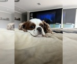 Small Photo #1 Cavalier King Charles Spaniel Puppy For Sale in INDIAN MOUND, TN, USA