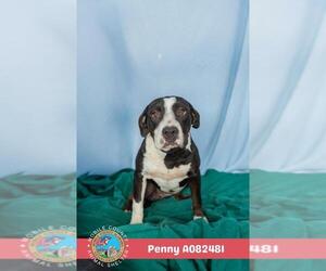 American Bulldog-Unknown Mix Dogs for adoption in Mobile, AL, USA
