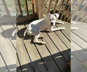 Boxer Dogs for adoption in Woodbury, MN, USA