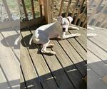 Small Boxer