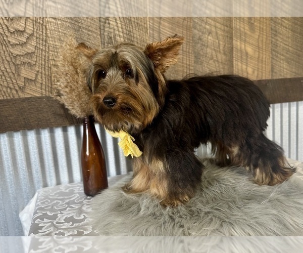 Medium Photo #1 Yorkshire Terrier Puppy For Sale in NAPPANEE, IN, USA