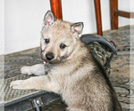 Small Photo #11 Czech Wolfdog-Wolf Hybrid Mix Puppy For Sale in Darova, Timis, Romainia