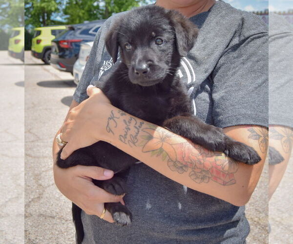 Medium Photo #3 Mutt Puppy For Sale in Huntley, IL, USA