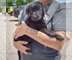 Small #2 Mutt