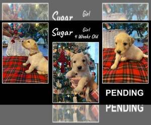 Goldendoodle Puppy for sale in STOCKTON, MO, USA