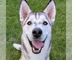 Small #2 Siberian Husky