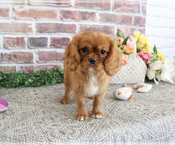 Medium Photo #6 Cavalier King Charles Spaniel Puppy For Sale in SYRACUSE, IN, USA
