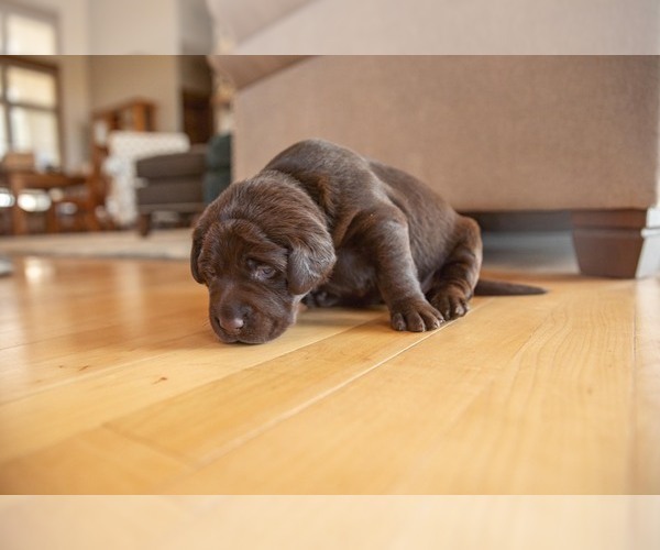 Medium Photo #3 Labrador Retriever Puppy For Sale in SENECA, KS, USA