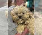 Small #2 Shih Tzu
