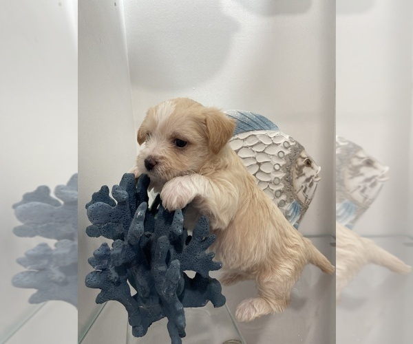 Medium Photo #1 Malchi Puppy For Sale in GREENVILLE, NC, USA