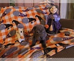 Small Chinese Shar-Pei