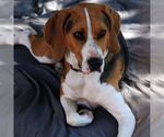 Small #4 Treeing Walker Coonhound
