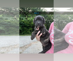 Small #3 Cane Corso
