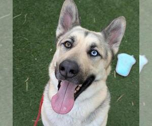 German Shepherd Dog-Unknown Mix Dogs for adoption in Las Vegas, NV, USA