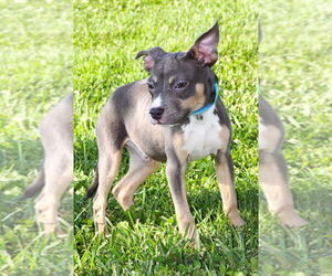 Mutt Dogs for adoption in Evansville, IN, USA