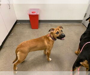 American Pit Bull Terrier-Unknown Mix Dogs for adoption in Berkeley , CA, USA