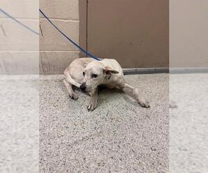 Mutt Dogs for adoption in Conroe, TX, USA
