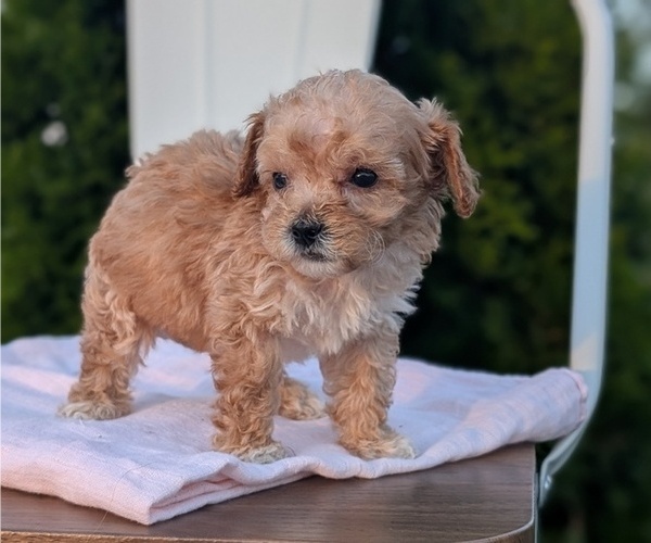 Medium Photo #54 Poodle (Miniature) Puppy For Sale in GOSHEN, IN, USA