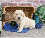 Small #9 Golden Retriever