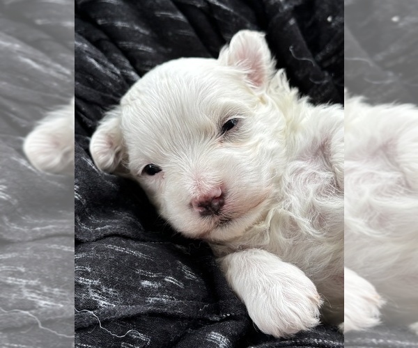 Medium Photo #4 Morkie Puppy For Sale in ROCK STREAM, NY, USA