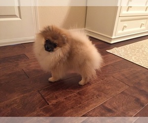 Pomeranian Puppy for sale in PLEASANT HILL, CA, USA