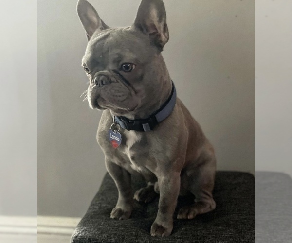 Medium Photo #1 French Bulldog Puppy For Sale in HACK, NJ, USA
