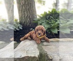 Puppy Zingo Poodle (Miniature)