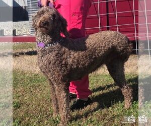 Starbucks - Female Poodle (Standard)-Unknown Mix Dog for Adoption - Photo #2