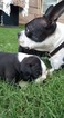 Small Photo #9 Boston Terrier Puppy For Sale in BRKN ARW, OK, USA
