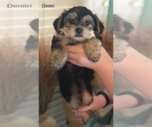 Medium Photo #1 Shih Apso Puppy For Sale in SCOTTSDALE, AZ, USA
