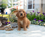 Small Photo #34 Goldendoodle Puppy For Sale in KIRKWOOD, PA, USA
