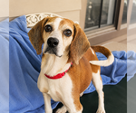 Small #6 Beagle