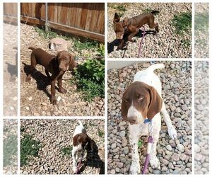 German Shorthaired Pointer Puppy for sale in PENROSE, CO, USA