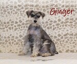 Small Photo #1 Schnauzer (Miniature) Puppy For Sale in DENVER, PA, USA