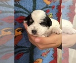 Small #11 Pembroke Welsh Corgi-Poodle (Miniature) Mix
