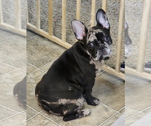 French Bulldog Puppy for sale in COLO SPGS, CO, USA